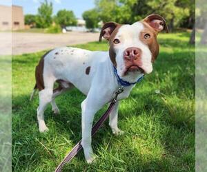American Pit Bull Terrier-Unknown Mix Dogs for adoption in Minneapolis, MN, USA