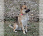 Small #8 German Shepherd Dog