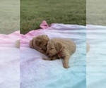 Small Photo #8 Goldendoodle Puppy For Sale in ANTIOCH, TN, USA
