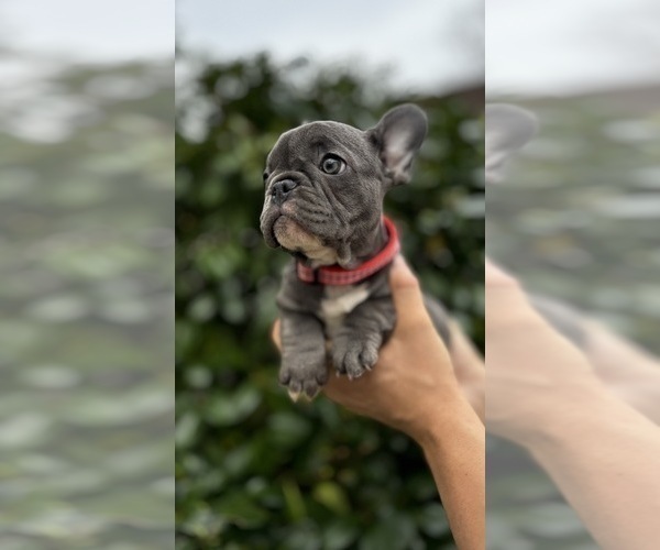 Medium Photo #2 French Bulldog Puppy For Sale in METUCHEN, NJ, USA