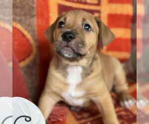 Justice Pup - Chamber - Male Labrador Retriever-Unknown Mix Dog for Adoption - Photo #3