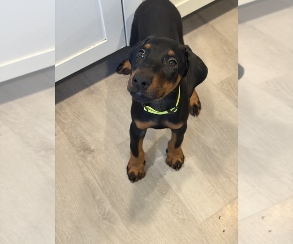 Medium Photo #36 Doberman Pinscher Puppy For Sale in CHEPACHET, RI, USA