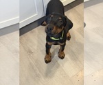 Small #35 Doberman Pinscher