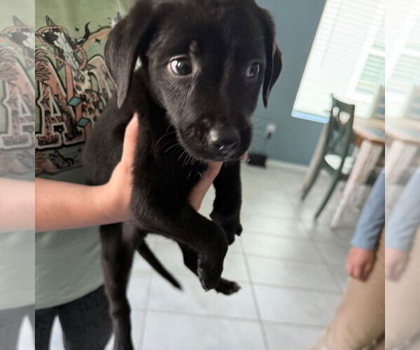 Medium Photo #3 Gollie Puppy For Sale in Canton, CT, USA