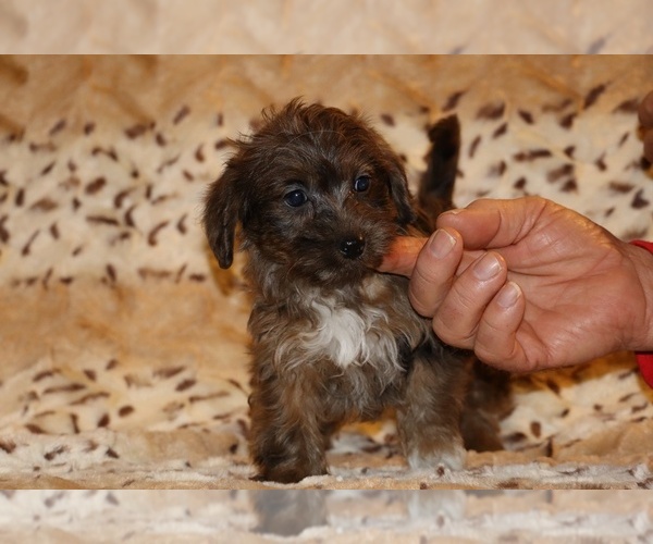 Medium Photo #13 Yorkiepoo mix (+ Poodle Toy) Puppy For Sale in DYERSBURG, TN, USA