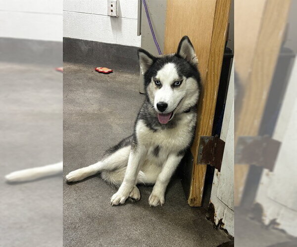 Medium Photo #1 Siberian Husky Puppy For Sale in Forestville, MD, USA