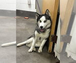 Small Siberian Husky