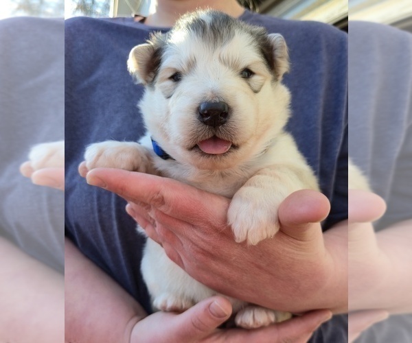 Medium Photo #3 Alaskan Malamute Puppy For Sale in CRIVITZ, WI, USA