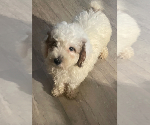 Poodle (Miniature) Puppy for sale in MATTOON, IL, USA