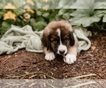 Small Photo #5 Bernese Mountain Dog-Caucasian Shepherd Dog Mix Puppy For Sale in STEVENS, PA, USA