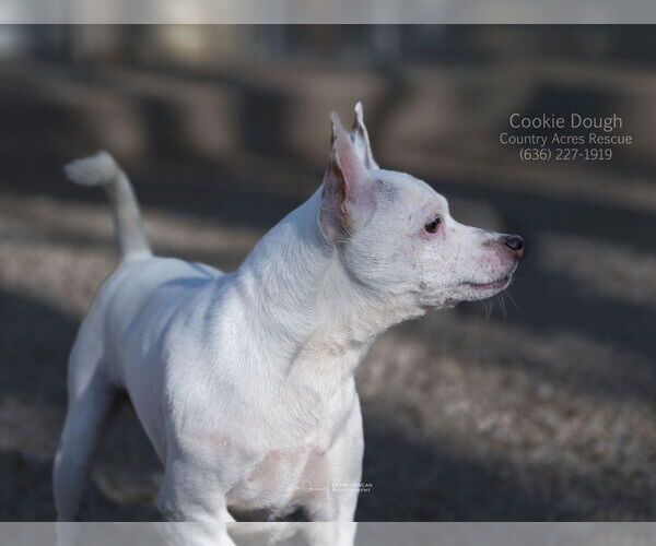 Medium Photo #3 Chihuahua-Unknown Mix Puppy For Sale in Manchester, MO, USA