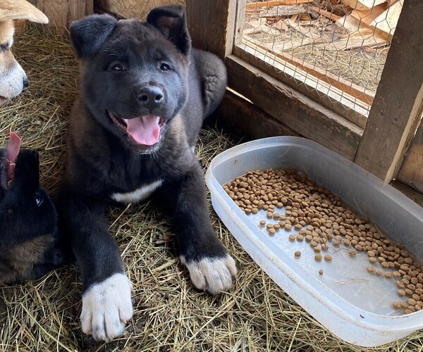 Medium Photo #4 Akita Puppy For Sale in SEVILLE, OH, USA