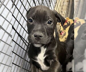 American Boston Bull Terrier Dogs for adoption in GILBERTS, IL, USA