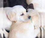 Small Photo #3 Labrador Retriever Puppy For Sale in ANZA, CA, USA
