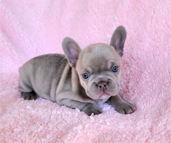Medium Photo #13 French Bulldog Puppy For Sale in LAS VEGAS, NV, USA
