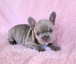 Small #12 French Bulldog