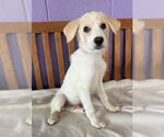 Small #1 Golden Pyrenees