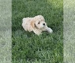 Small Photo #14 Cockapoo (Miniature) Puppy For Sale in GREENTOWN, IN, USA