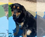 Small #2 Rottweiler