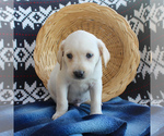 Small Photo #4 Labrador Retriever Puppy For Sale in RONKS, PA, USA