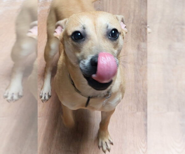 Medium Photo #4 Black Mouth Cur-Unknown Mix Puppy For Sale in Boston, MA, USA