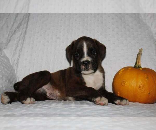 Medium Photo #4 Boxer Puppy For Sale in SHIPSHEWANA, IN, USA