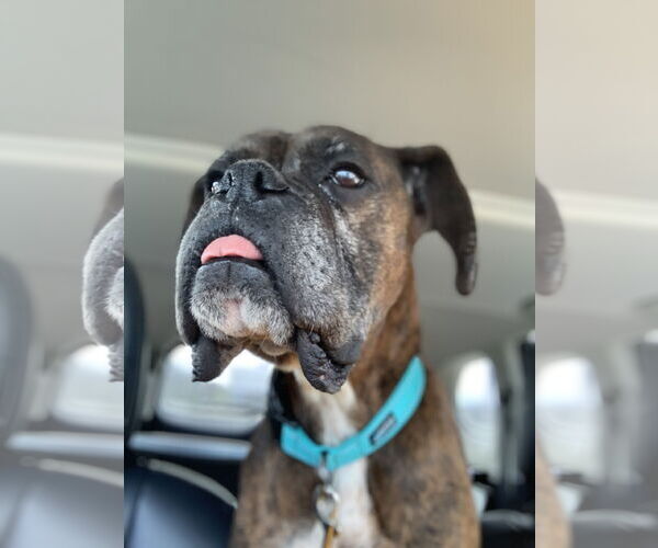 Medium Photo #5 Boxer Puppy For Sale in Burnsville, MN, USA