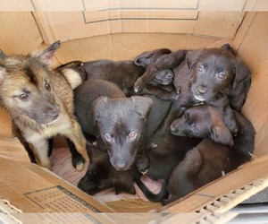 Labrador Retriever-Norwegian Elkhound Mix Dogs for adoption in HAZLEHURST, GA, USA