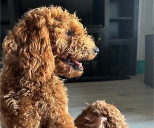 Mother of the Goldendoodle (Miniature) puppies born on 01/11/2025