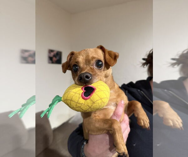 Medium Photo #8 Chihuahua-Unknown Mix Puppy For Sale in Fort Collins, CO, USA