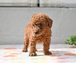 Small #1 Poodle (Miniature)