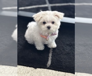Maltese Puppy for sale in PUYALLUP, WA, USA