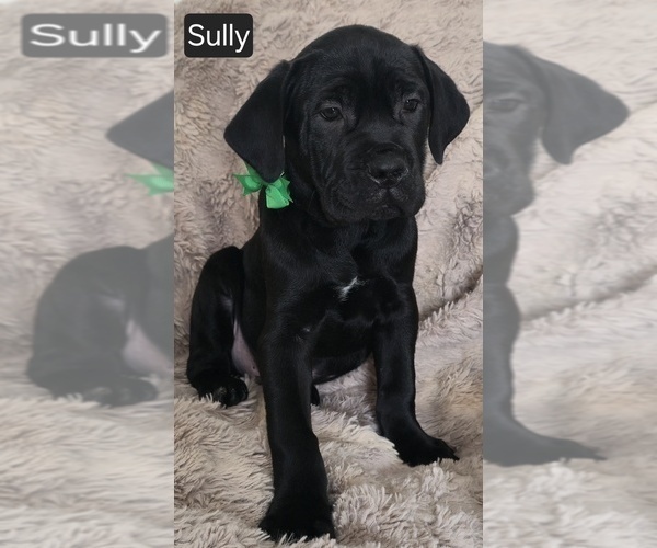 Medium Photo #8 Cane Corso Puppy For Sale in MINERAL WELLS, WV, USA