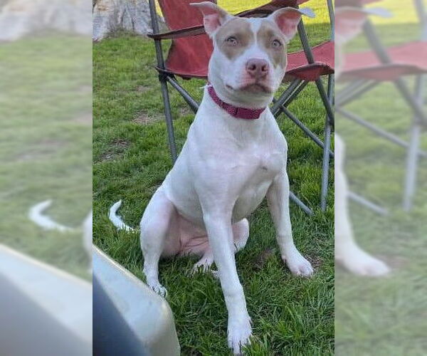 Medium Photo #1 American Staffordshire Terrier Puppy For Sale in San Antonio, TX, USA