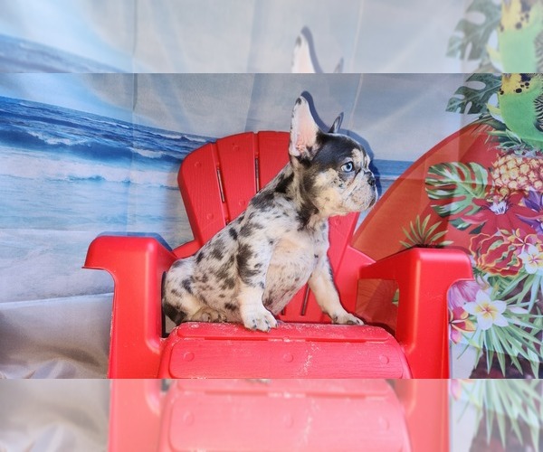 Medium Photo #2 French Bulldog Puppy For Sale in MARYVILLE, TN, USA