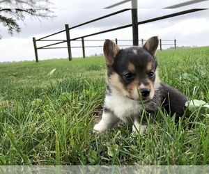 Pembroke Welsh Corgi Puppy for sale in ARTHUR, IL, USA