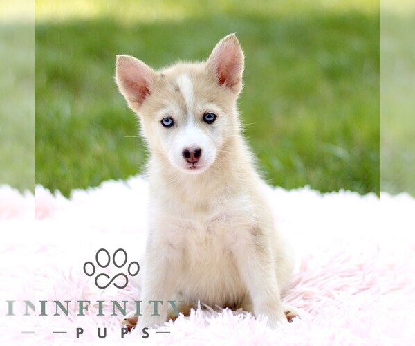 Medium Photo #5 Pomsky Puppy For Sale in PARKESBURG, PA, USA