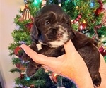 Small Photo #3 Cocker Spaniel Puppy For Sale in NEWARK, OH, USA
