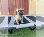 Small Photo #12 French Bulldog Puppy For Sale in OCEANSIDE, CA, USA
