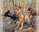 Small #11 American Staffordshire Terrier-Bulldog Mix