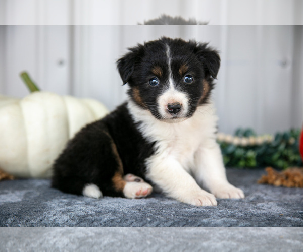 Medium Photo #1 Australian Shepherd Puppy For Sale in CAMDEN, MI, USA