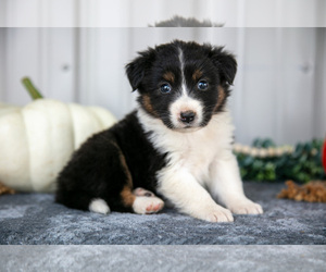 Medium Australian Shepherd
