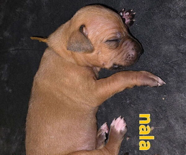 Medium Photo #15 Rhodesian Ridgeback Puppy For Sale in YOUNGWOOD, PA, USA