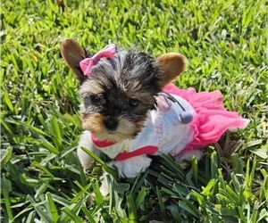 Biewer Terrier Puppy for sale in SARASOTA, FL, USA