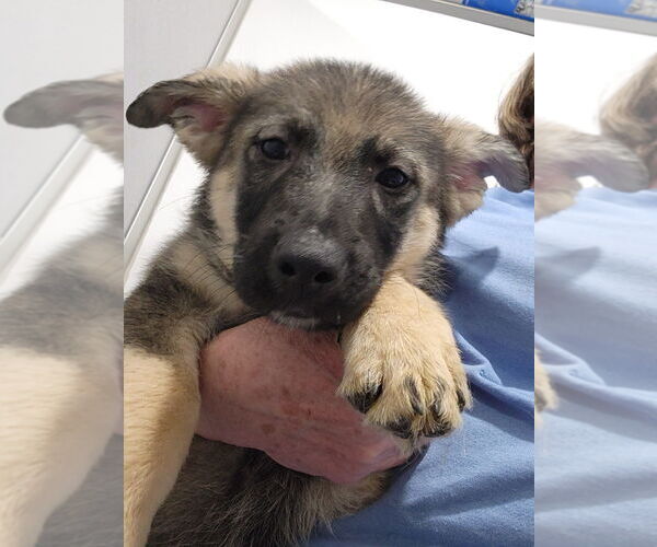 Medium Photo #1 Mutt Puppy For Sale in Walnutport, PA, USA