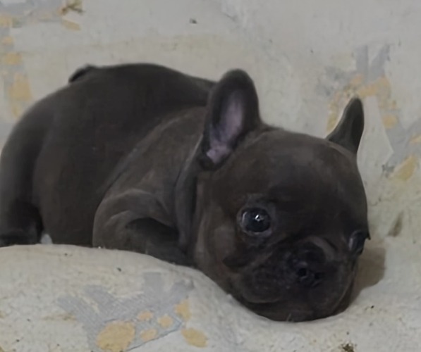 Medium Photo #2 French Bulldog Puppy For Sale in EAST ORANGE, NJ, USA