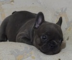 Small #1 French Bulldog