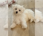 Small #8 Maltese