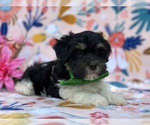 Medium Havanese