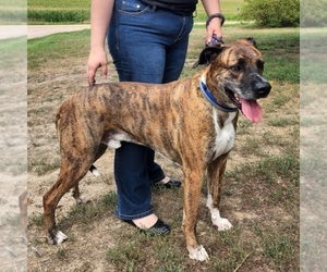 Boxer-Great Dane Mix Dogs for adoption in BERESFORD, SD, USA
